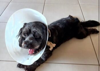 Subea orienta sobre cuidados no pós-operatório da castração de pets