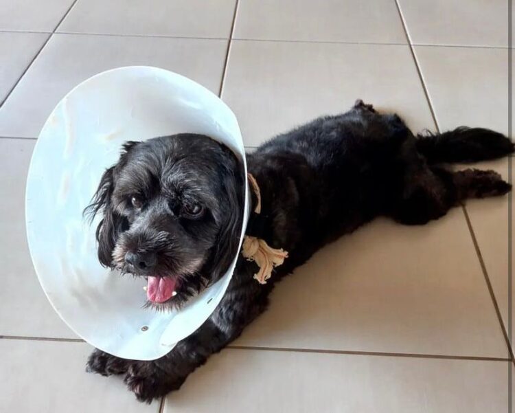 Subea orienta sobre cuidados no pós-operatório da castração de pets