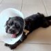 Subea orienta sobre cuidados no pós-operatório da castração de pets