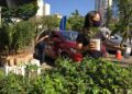 Dia da Árvore: Campo Grande celebra data como referência mundial em preservação das florestas urbanas