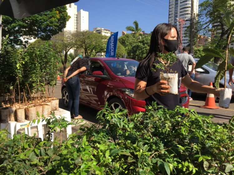 Dia da Árvore: Campo Grande celebra data como referência mundial em preservação das florestas urbanas