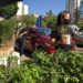 Dia da Árvore: Campo Grande celebra data como referência mundial em preservação das florestas urbanas