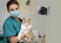 Dia do Veterinário: Além da clínica e campo, profissão evolui e ganha novos espaços no mercado