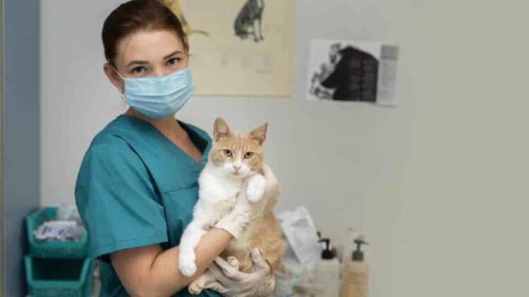 Dia do Veterinário: Além da clínica e campo, profissão evolui e ganha novos espaços no mercado