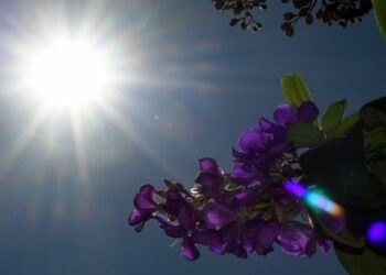 Alerta: MS tem previsão de altas temperaturas e baixa umidade durante a semana