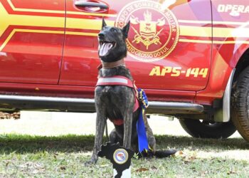 Com certificação nacional, cadela Laika do Corpo de Bombeiros de MS está apta para busca e resgate