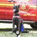 Com certificação nacional, cadela Laika do Corpo de Bombeiros de MS está apta para busca e resgate