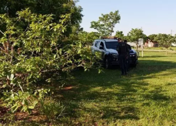 Homem é morto embaixo de árvore e assassino deixa estaca de madeira usada no crime