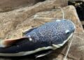 Bioparque Pantanal apresenta novos moradores de tanque itinerante