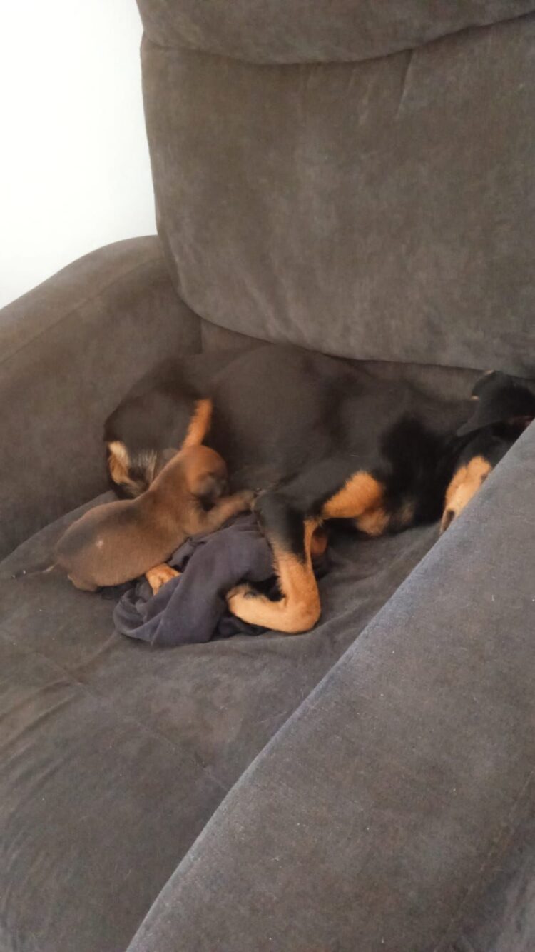 Convênio da Prefeitura com a UFMS permite atendimento e cirurgia a filhote com anomalia