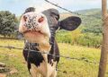 82% dos brasileiros preferem comprar de empresas que cuidam do bem-estar animal