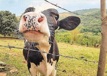 82% dos brasileiros preferem comprar de empresas que cuidam do bem-estar animal
