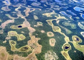 Um chamado urgente para a proteção do bioma Pantanal e os efeitos da crise climática no Brasil