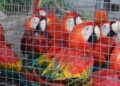 Projeto de lei torna mais rigorosa pena para tráfico de animais silvestres