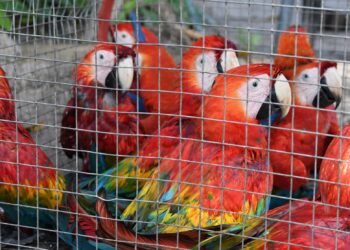 Projeto de lei torna mais rigorosa pena para tráfico de animais silvestres