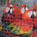 Projeto de lei torna mais rigorosa pena para tráfico de animais silvestres