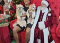 Cachorros roubam a cena em lugar especial preparado para eles no Espaço do Papai Noel