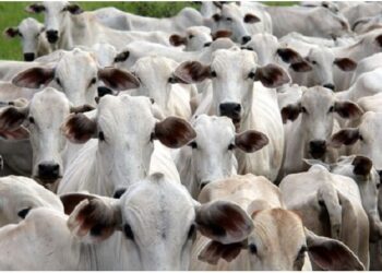 Segue aberto prazo para atualização cadastral e declaração do rebanho em MS