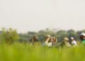 Turismo a partir da observação de aves é discutido no Pantanal de MS em evento histórico