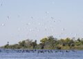 Lei do Pantanal: proposta entregue prevê ampliar proteção e reduzir desmatamento