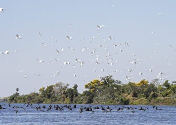 Lei do Pantanal: proposta entregue prevê ampliar proteção e reduzir desmatamento