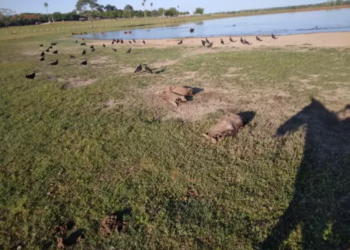Capataz de fazenda é preso por envenenar e matar ao menos 9 capivaras a tiros