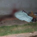 Após discussão, homem é morto a golpes de barra de ferro no Centro de Campo Grande
