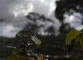 Quarta-feira tem probabilidade de chuvas e tempo instável continua em MS