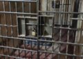 Acusado de ter matado a esposa a golpes de faca em 2015 é preso, em Rio Negro