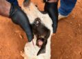 Mulher de 31 anos é presa por maltratar dois cachorros, no Bairro Rancho Alegre