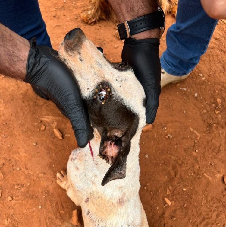Mulher de 31 anos é presa por maltratar dois cachorros, no Bairro Rancho Alegre