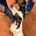 Mulher de 31 anos é presa por maltratar dois cachorros, no Bairro Rancho Alegre
