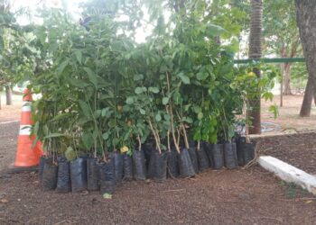 Hospital São Julião terá 110 mudas nativas plantadas por estudantes amanhã