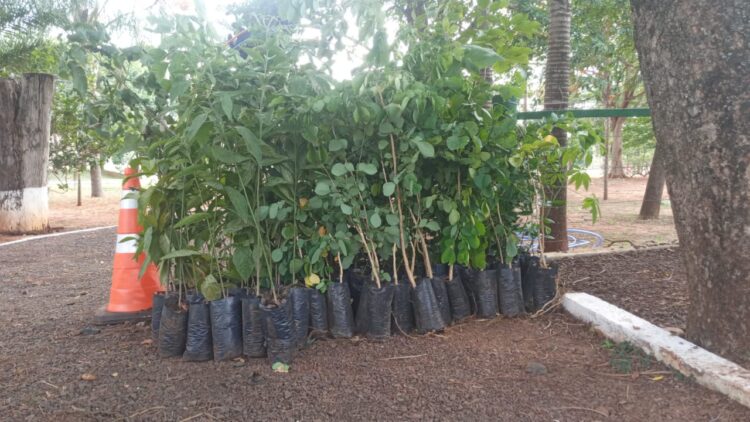 Hospital São Julião terá 110 mudas nativas plantadas por estudantes amanhã