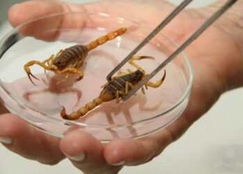 Com 3,6 mil ataques até outubro em MS, vigilância faz alerta para evitar problemas com escorpiões