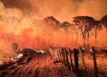 ARTIGO: O fogo destrói o Pantanal e queima a verdade