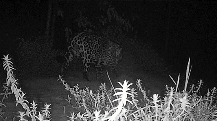 No Dia Internacional da Onça, companhia florestal comemora registro em área de conservação