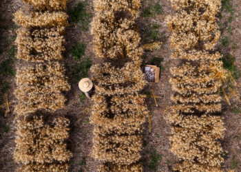 Amanhã é o Dia do Trigo: para a pesquisa, ano desafiador é sinônimo de genética mais resistente no futuro