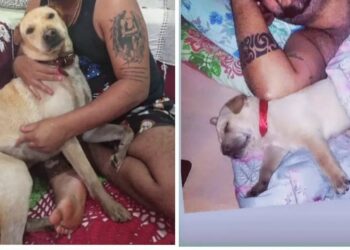 Cachorro foge devido aos fogos e família pede ajuda para encontrar, após 5 dias de sumiço