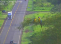 VÍDEO: Araras-canindé são flagradas por câmeras em momento fofo na BR-163 em MS
