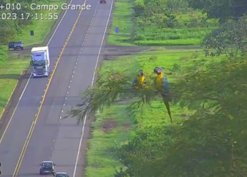 VÍDEO: Araras-canindé são flagradas por câmeras em momento fofo na BR-163 em MS