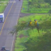 VÍDEO: Araras-canindé são flagradas por câmeras em momento fofo na BR-163 em MS
