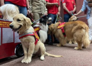 Na vanguarda, MS agora tem programa de castração e 1º plano para defesa e proteção da vida animal