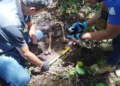 Cadela Laika encontra ossada humana que pode ser de homem morto por ex-cunhados, em MS