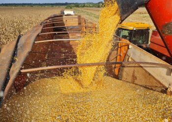 MS produz mais de 14 milhões de toneladas de milho na 2ª safra