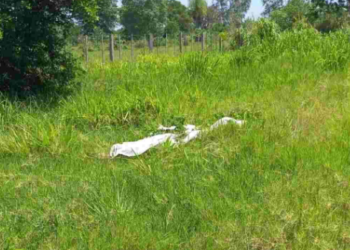 Homens vão buscar boi e são mortos a tiros de espingarda, na fronteira