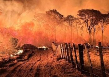 Queimada controlada: saiba a importância deste tipo de queima para o equilíbrio do Pantanal