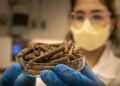 VÍDEO: ISI Biomassa transforma até fumaça de chaminés para colocar indústria no rumo da sustentabilidade