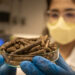 VÍDEO: ISI Biomassa transforma até fumaça de chaminés para colocar indústria no rumo da sustentabilidade