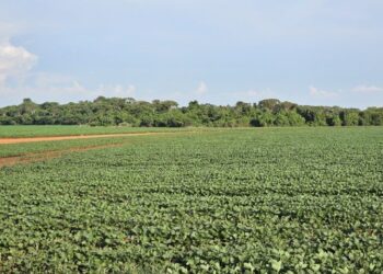 Plantio da safra de soja é prorrogado até o dia 13 de janeiro em MS